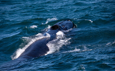 Naklejka premium Southern whale observed in the Atlantic Ocean near the South African town of Hermanus, one of the best places in the world to observe marine animals.