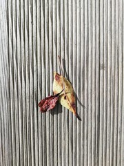 imágenes minimalistas de la naturaleza en un puerto 