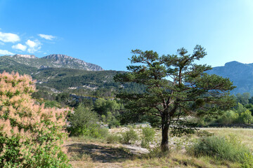 Panorama en &eacute;t&eacute; avec un gros arbre dans le soleil