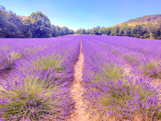 Beauté et couleurs d'un champ de lavande sur le plateau de Valensole dans le Sud de la France en...