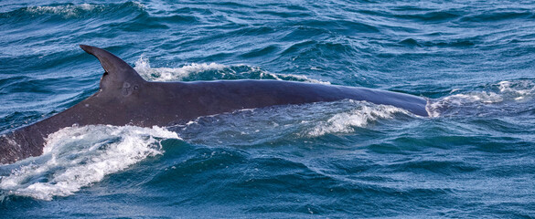 Fototapeta premium Southern whale emerging from the depths of the Atlantic Ocean near the South African town of Hermanus, one of the best places in the world to observe marine animals.