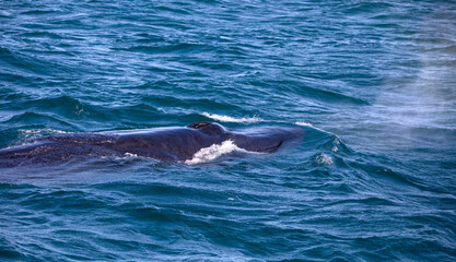 Fototapeta premium Southern whale in the Atlantic Ocean near the South African town of Hermanus, one of the best places in the world to observe marine animals.