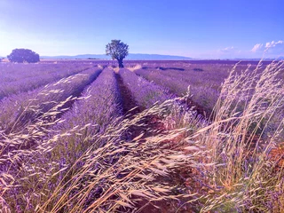 Fotobehang Beauté et couleurs d'un champ de lavande sur le plateau de Valensole dans le Sud de la France en été avec un arbre isolé © Bernard