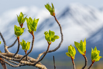 Willow tree in spring time with small buds emerging with blurred mountain background and lake.