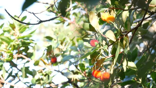 Strawberry tree or shrub ripe and unripe fruits, irish arbutus unedo harvest, cain or cane apple berries. California garden. Green leaves foliage. Mediterranean Europe flora, widespread in Ireland.