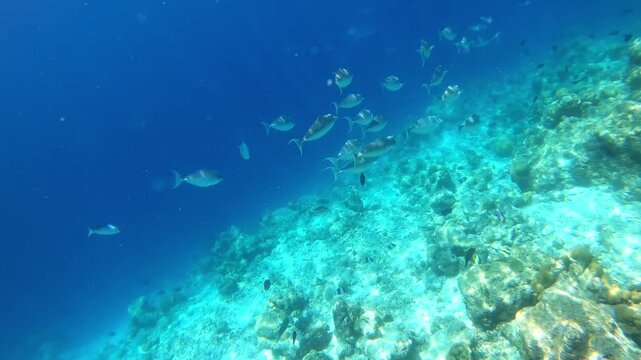 swimming fish. underwater video. Waterproof photo and video equipment 
