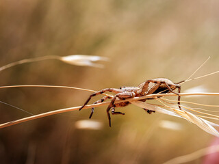 a large spider sitting on a dry blade of grass on a clear windy day