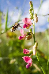 Pszczoła zapylająca kwiaty