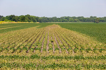 Fototapeta na wymiar Soybean field turning brown with chemical herbicide damage. Concept of farming, weed control, yield loss.