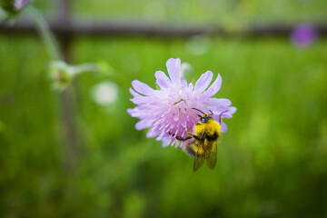 Pszczoła zapylająca kwiaty
