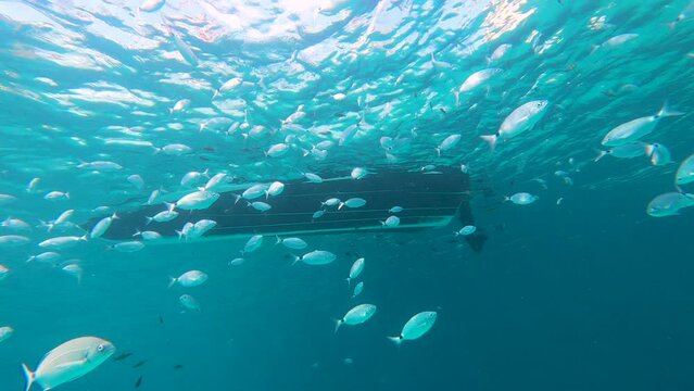 Underwater slow motion video of shoal of saddled seabream (Oblada melanura), also called the saddle bream or oblade below a small boat