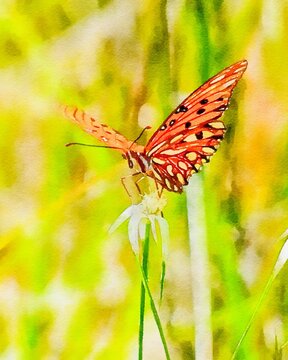 Gulf Fritillary Butterfly on a flower in Florida