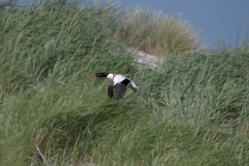 Common shelduck in nesting area on Rottumeroog.