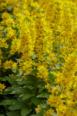  Loosestrife ( lat. Lysimachia verticillaris ) yellow flowers in garden