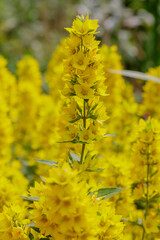 Fototapeta na wymiar Loosestrife ( lat. Lysimachia verticillaris ) yellow flowers in garden