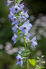  Larkspur , or Delphinium , or Spur ( lat. Delphinium ) blue flowers close up