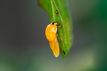 Newly hatched harlequin ladybird, Harmonia axyridis, resting on a leaf drying wings that will change colour to brown
