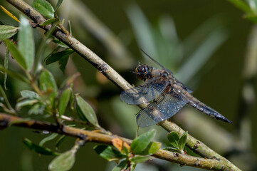 Four-spotted chaser dragonfly, Libellula quadrimaculata, male