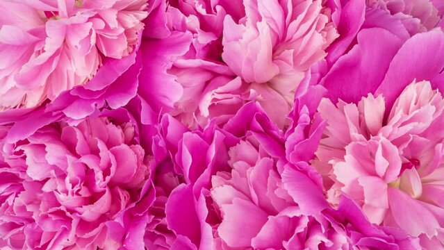 Beautiful pink roses bouquet background. Blooming peony flowers open, time lapse, close-up. Wedding backdrop, Valentine's Day concept. Blossom, flower closeup. 4K UHD video timelapse, time lapse