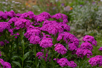  Turkish carnation ( lat. Dianthus barbatus) in garden