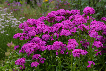Dianthus barbatus (Sweet William's) in garden. Purple flowers dianthus barbatus in natural background.