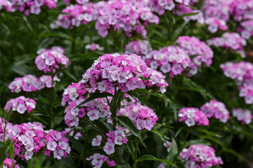 Obraz premium Blossomo of Turkish carnation ( lat. Dianthus barbatus )