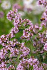 Oregano is a honey and medicinal plant. Oregano ( lat. Origanum vulgare ) - kind of perennial herbaceous plants