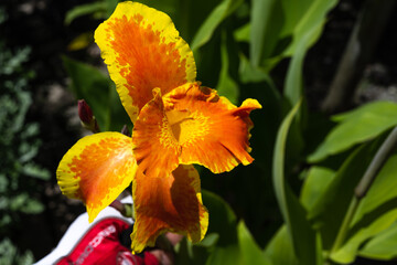 Canna Lily, Canna indica yellow orange  flower blooming with many colors. Indian Canna flower in selective focus.SFlowers at the park, nature background