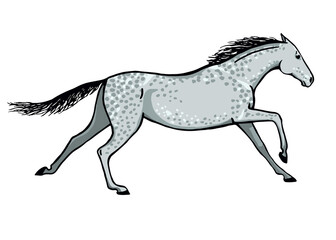 Galloping horse or mustang. Dapple grey color coat pony running. Equine gallop motion. Isolated vector hand drawn cartoon pose.