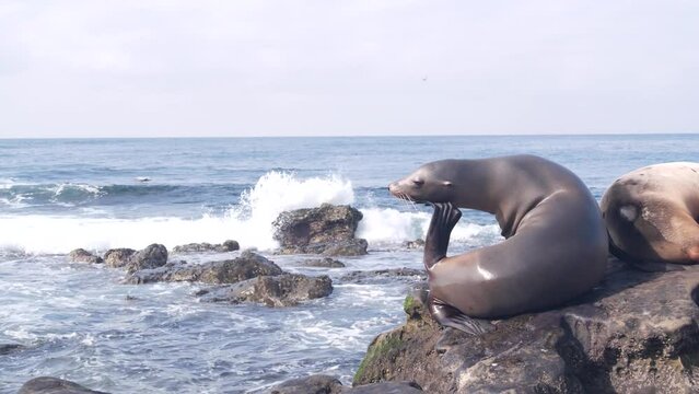 Wild young seal portrait, adorable sea lion resting, rocky ocean beach, La Jolla wildlife, San Diego, California coast, USA. Animal in natural habitat, water waves by cliff. Pelican birds flock flying