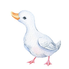 Watercolor farm animal, duck, goose, hand painted