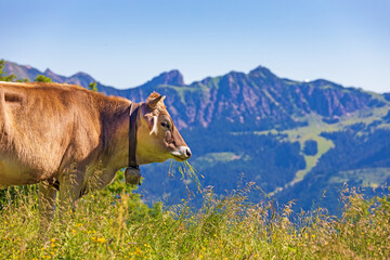 Kuh - Fressen - Tannheimer Tal - Braunvieh - Alpen