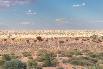 Sparse Kalahari landscape in Africa