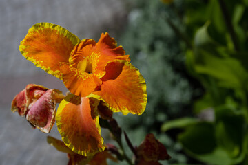 Orange vibrant natural gorgeous flower and flower petals

