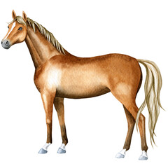 Watercolor farm animal,  horse, hand painted