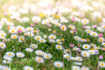 Daisy flower background,Beautiful grassland landscape