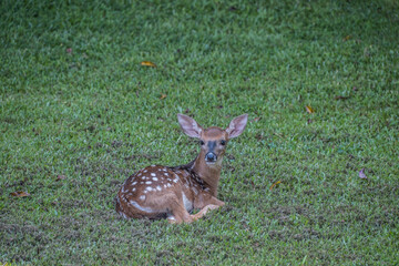 Baby fawn sitting in the grass