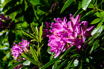 purple flowers 