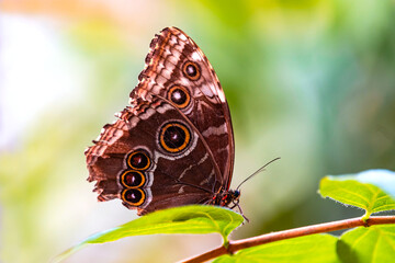 Obraz na płótnie Canvas Motyl z gatunku Morpho peleides 
