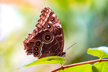 Motyl z gatunku Morpho peleides  © Paweł Mielko