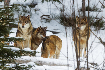 Eurasian wolf (Canis lupus lupus) small the pack waits at the edge of the forest in the snow