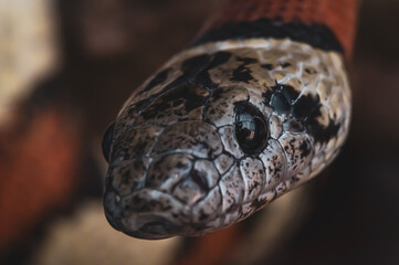 Macro snake