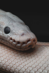 Macro snake