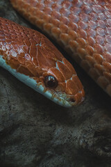 Macro snake