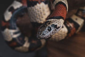 Macro snake