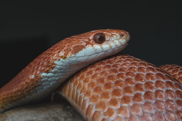 Macro snake