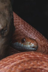 Macro snake