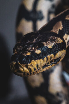Macro snake