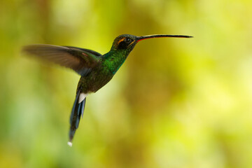 Fototapeta premium Wwhite-whiskered hermit - Phaethornis yaruqui hummingbird in Trochilidae, found in Colombia and Ecuador, long beak for nectar, long sharp tail, open wings, flying on the green background
