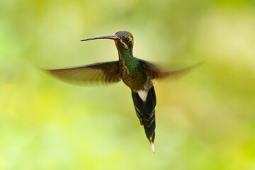 Wwhite-whiskered hermit - Phaethornis yaruqui hummingbird in Trochilidae, found in Colombia and Ecuador, long beak for nectar, long sharp tail, open wings, flying on the green background